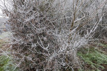 Branche d'arbre en hiver avec du givre