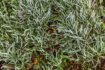 Gros plan sur de l'herbe en hiver avec du givre