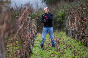 Ouvrier viticole réalisant le travail de décrochage du serment du vigne