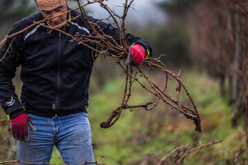 Ouvrier viticole réalisant le travail de décrochage du serment du vigne