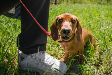 funny dog breed dachshund walks on a red leash on a sunny day