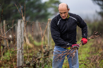 Ouvrier viticole réalisant le travail de décrochage du serment du vigne