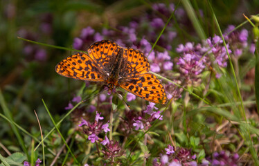 Pearl-bordered fritillary (Boloria euphrosyne), a orange butterfly with black spots on wild thyme (thymus praecox) blossoms found in National Park of Texelgroup, Pfossental, South Tyrol