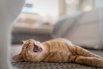 close up. brown tabby cat yawning on the carpet
