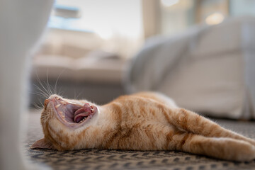 brown tabby cat lying on the carpet  yawns. close up