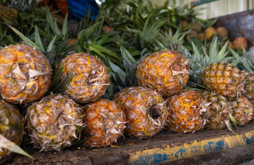 Newly harvested fresh pineapples tropical fruit stacked 