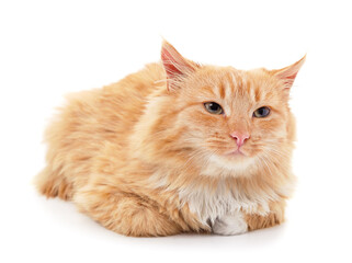 One little red kitten sitting.