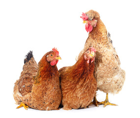 Three brown chickens.