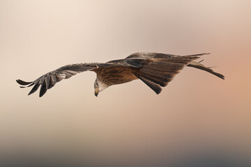 eagle