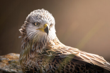 eagle