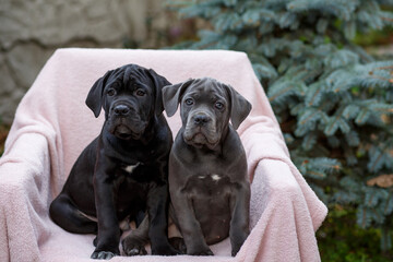Two cute puppies Cane Corso, gray and black, sit in a chair on a pink bedspread in the garden