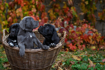 Three cute puppies Cane Corso - gray and two black sit in a wicker basket in the garden against the background of multi-colored wild grapes