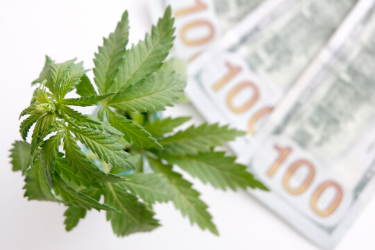 Hemp Leaves, Dollar. The Legality Of Cannabis, Legal And Illegal In The World. Marijuana Cannabis Business Concept, Medical Marijuana Stock Market. Dollar THC CBD Cannabis Marijuana.