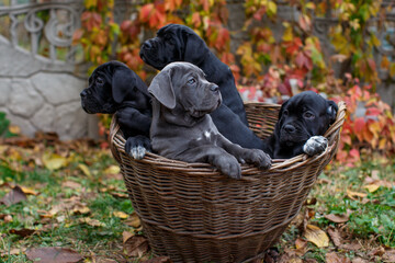 Five cute puppies Cane Corso - gray and four black sit in a wicker basket in the garden against the...