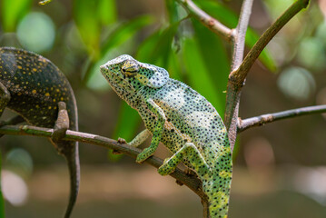 Two chameleons on a branch. Chameleo on Zanzibar