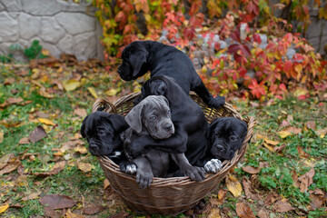 Five cute puppies Cane Corso - gray and four black sit in a wicker basket in the garden against the background of multi-colored wild grapes