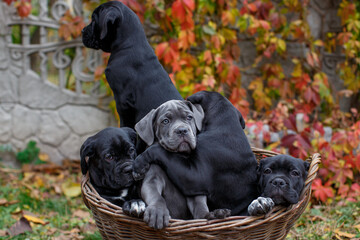 Five cute puppies Cane Corso - gray and four black sit in a wicker basket in the garden against the background of multi-colored wild grapes