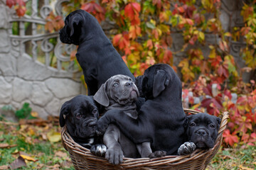 Five cute puppies Cane Corso - gray and four black sit in a wicker basket in the garden against the background of multi-colored wild grapes