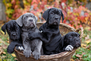 Obraz premium Four cute puppies Cane Corso - gray and three black sit in a wicker basket in the garden against the background of multi-colored wild grapes