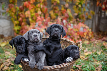 Four cute puppies Cane Corso - gray and three black sit in a wicker basket in the garden against the background of multi-colored wild grapes