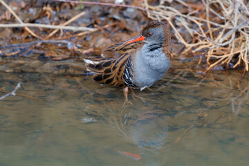 Water rail (Rallus aquaticus) searching for food along the bank of an almost completely ice-covered ditch in the south of the Netherlands 