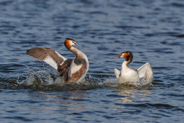 Great crested grebe (Podiceps cristatus) fighting during mating season in the north - Noord Holland - of the Netherlands