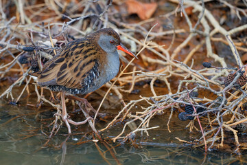 Water rail (Rallus aquaticus) searching for food along the bank of an almost completely ice-covered ditch in the south of the Netherlands 