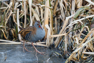 Water rail (Rallus aquaticus) searching for food along the bank of an almost completely ice-covered ditch in the south of the Netherlands 