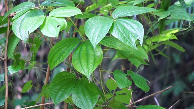 Green dioscorea hispida Dennst (Also called Indian three-leaved yam, gadung) tree in the nature background