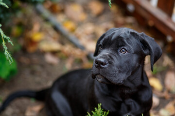 Portrait of a black puppy of Cane Corso breed in the garden