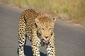 leopard walking down the road