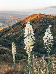 View of the mountains at sunset, Los Angeles, California