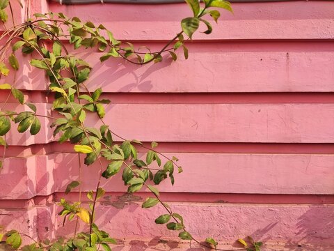 Beautiful green leaves in front of pink vintage wall