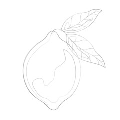 Lemon outline, a contoured linear icon on a transparent background