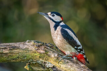 spotted woodpecker