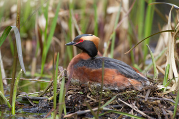Ohrentaucher (Podiceps auritus)