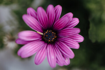 Obraz premium pink flower