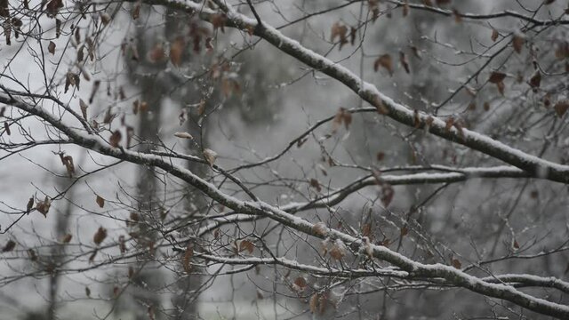 Neige qui tombe sur un paysage de branches de d'arbres dans un sous-bois recouvert par les flocons