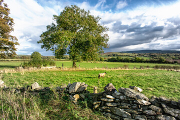 Sheep on an Irish Farm at Sunrise