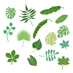 set of  14 green leaves, monstera , palm, banana,