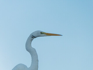 Great egret