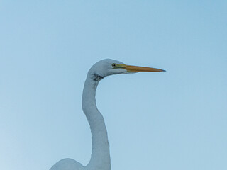 Great egret