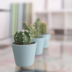 Interior design and decoration small cactus plants on a glass table 