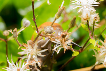 Slug, Schnecke, Macro