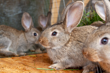 Young rabbits in a cage.