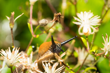 Schnecke, Slug, Makro