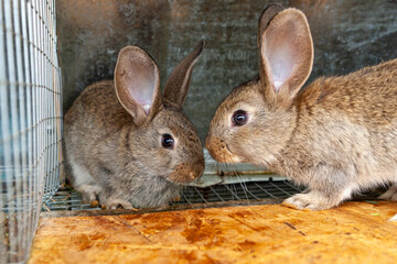 Young rabbits in a cage.  Little Beautiful Rabbits of the Gray Giant breed in the nest