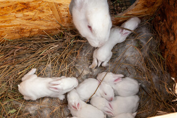 The mother rabbit watches over her offspring. 13 day old rabbits. © Ilmar