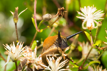 Schnecke, Slug, macro