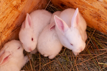 Young baby rabbits.